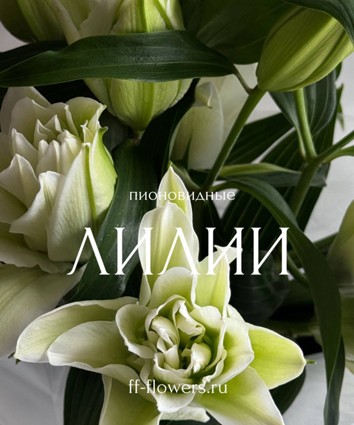 5 махровых белых королевских лилий Аиша №2455