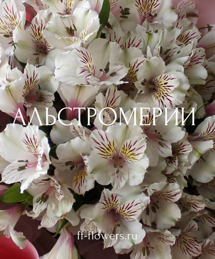 11 белых альстромерий Гималаи №3083