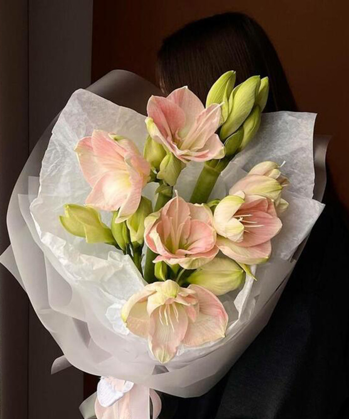 7 светло-розовых амариллисов в букете 