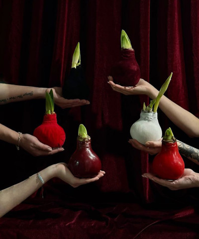 Амариллис (Гиппеаструм) луковица в воске, 1шт.