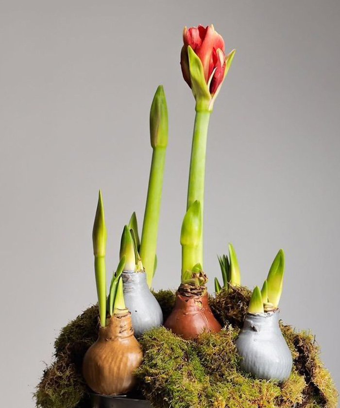 Амариллис (Гиппеаструм) луковица в воске, 1шт.