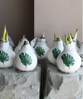 Амариллис (Гиппеаструм) луковица в воске, 1шт.