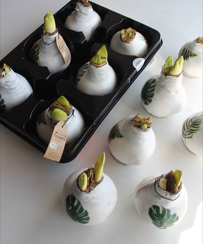 Амариллис (Гиппеаструм) луковица в воске, 1шт.