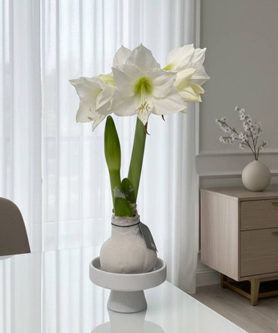 Амариллис (Гиппеаструм) луковица в воске, 1шт.