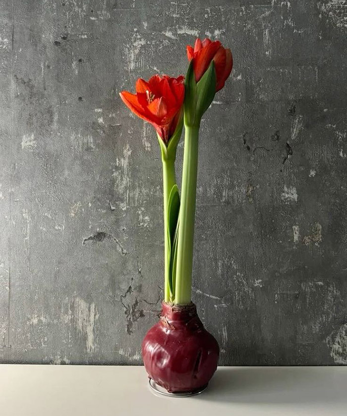 Амариллис (Гиппеаструм) луковица в воске, 1шт.