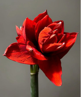Амариллис (гиппеаструм) красный Дабл Кинг, поштучно