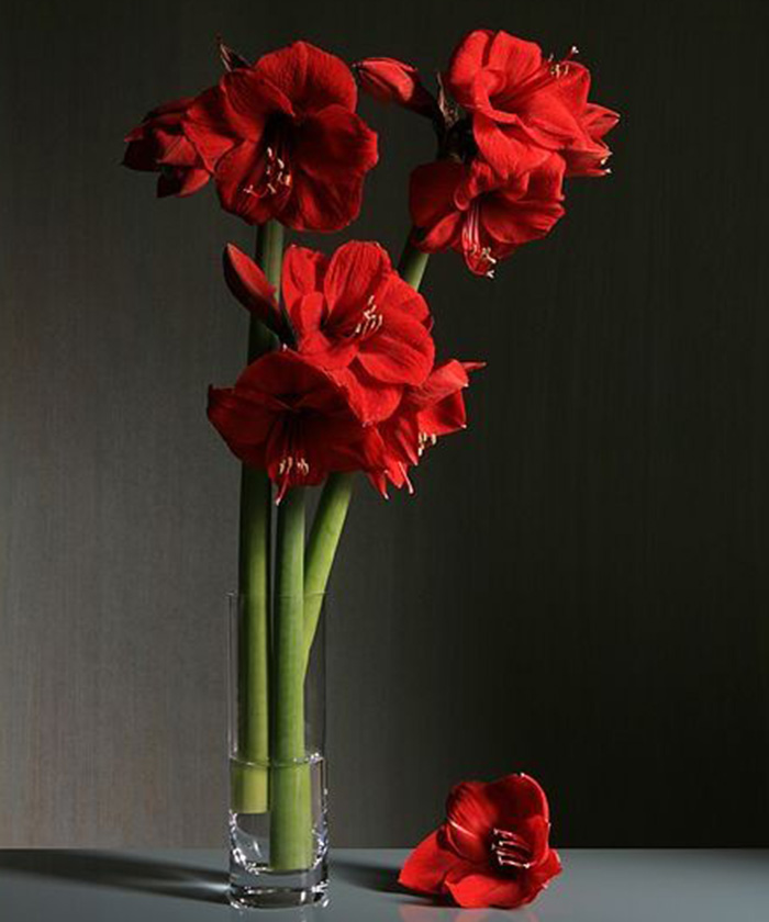 Амариллис (гиппеаструм) красный Дабл Кинг, поштучно