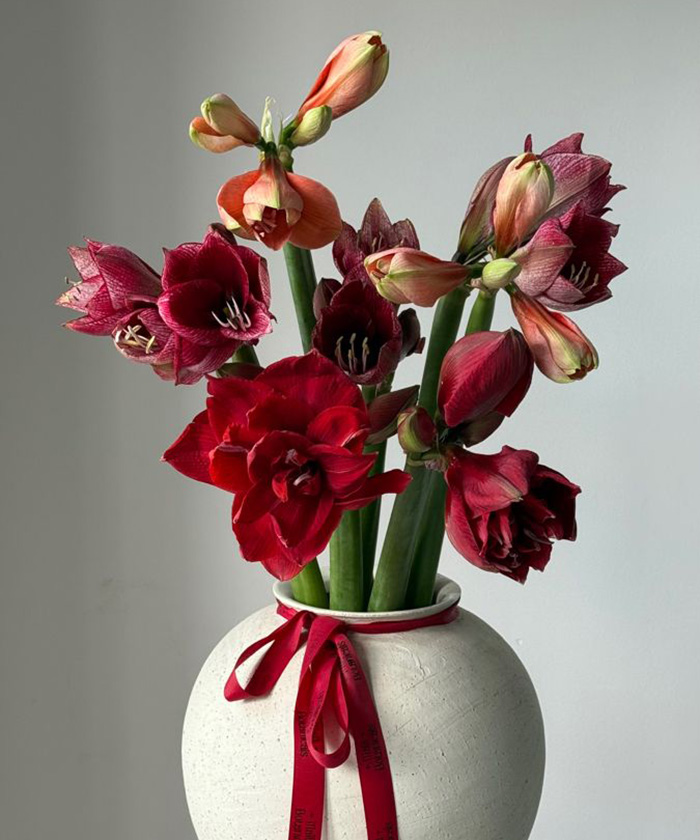 Амариллис (гиппеаструм) красный Дабл Кинг, поштучно