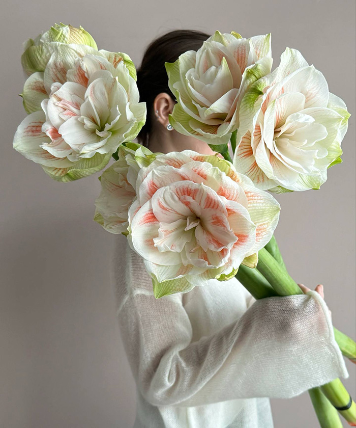 Амариллис махровый ду Нимф, поштучно