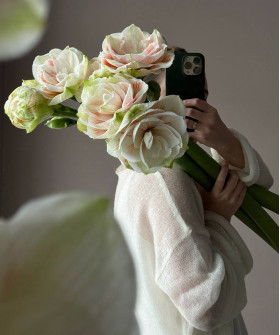 Амариллис махровый ду Нимф, поштучно