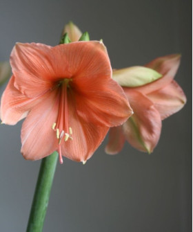 Амариллис, в ассортименте