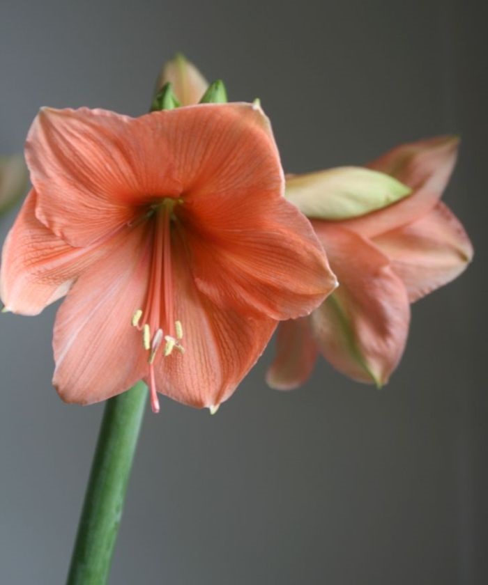 Амариллис, в ассортименте, поштучно 