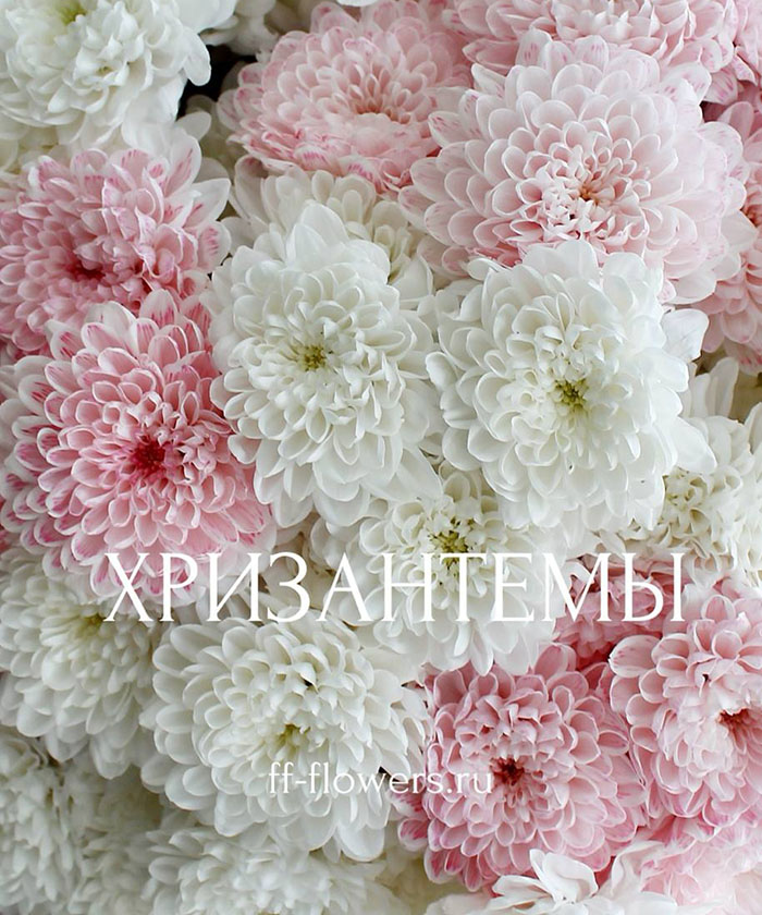Охапка из 31 бело-розовой кустовой хризантемы Алтай №8568