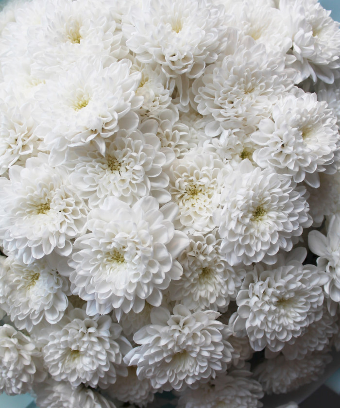 19 белых кружевных хризантем №2977