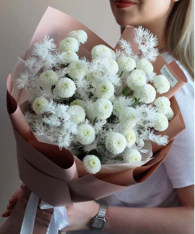 5 белых кустовых хризантем Ньютон №3564