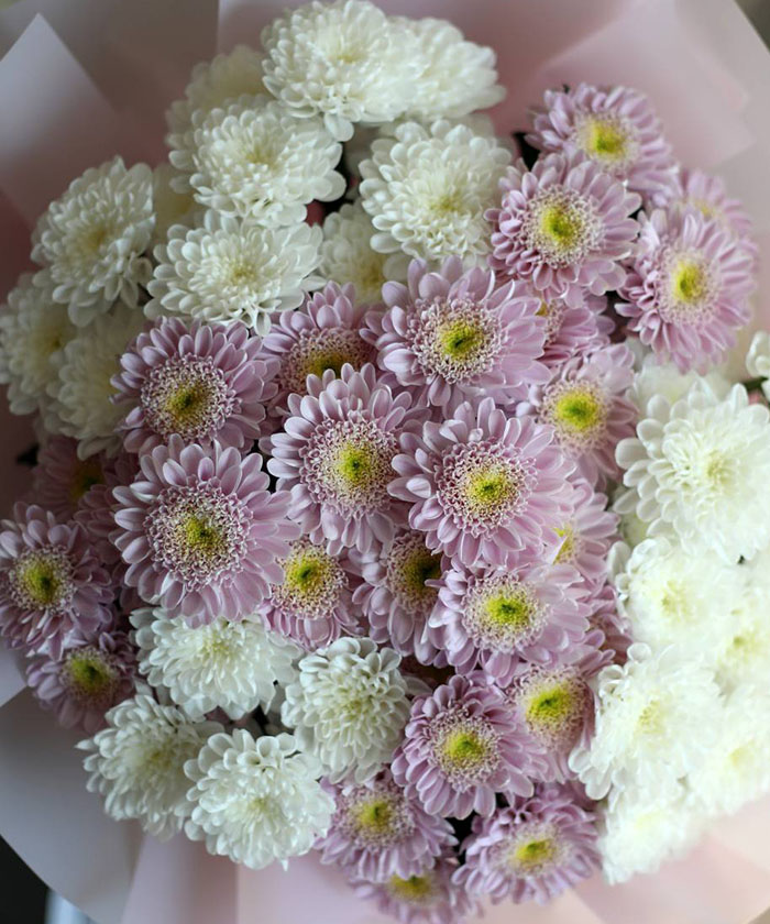 11 белых хризантем Алтай и розовых Оптимист в букете №4557