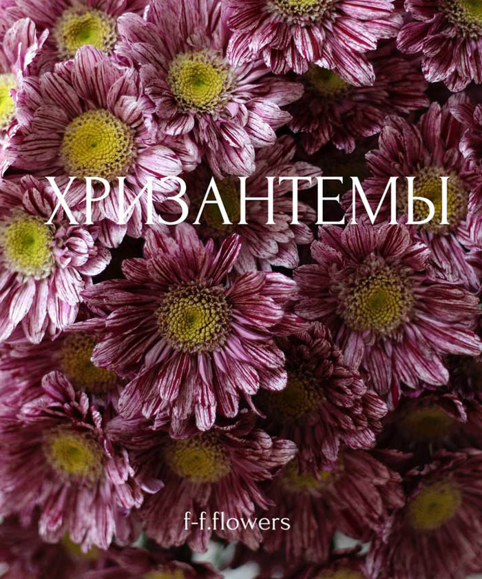 9 розово-сиреневых хризантем Серенити №3688