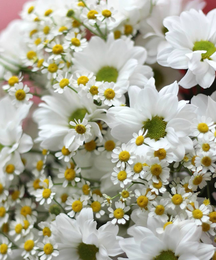 Ромашки и хризантемы Кеннеди №3451