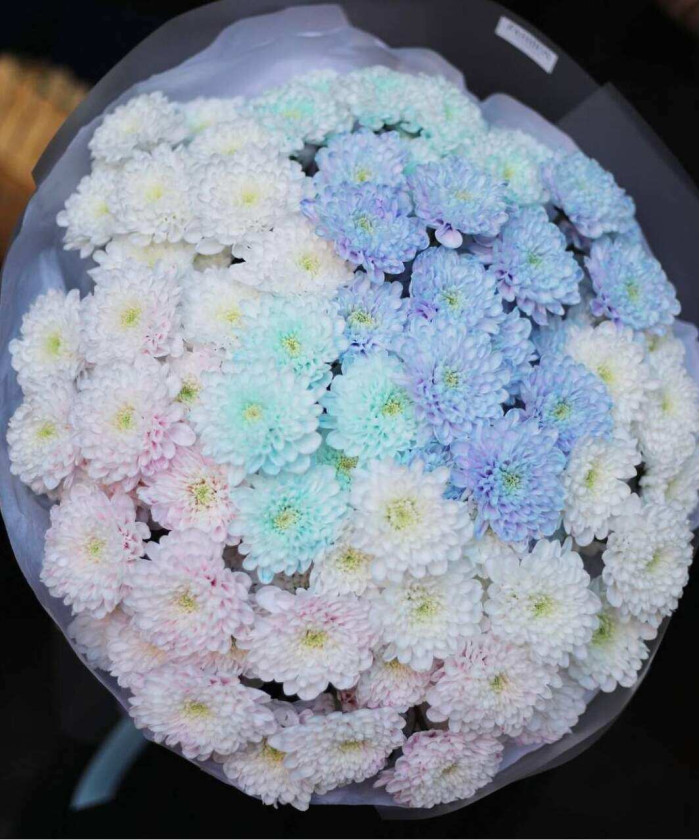 15 акварельных хризантем Алтай №7641