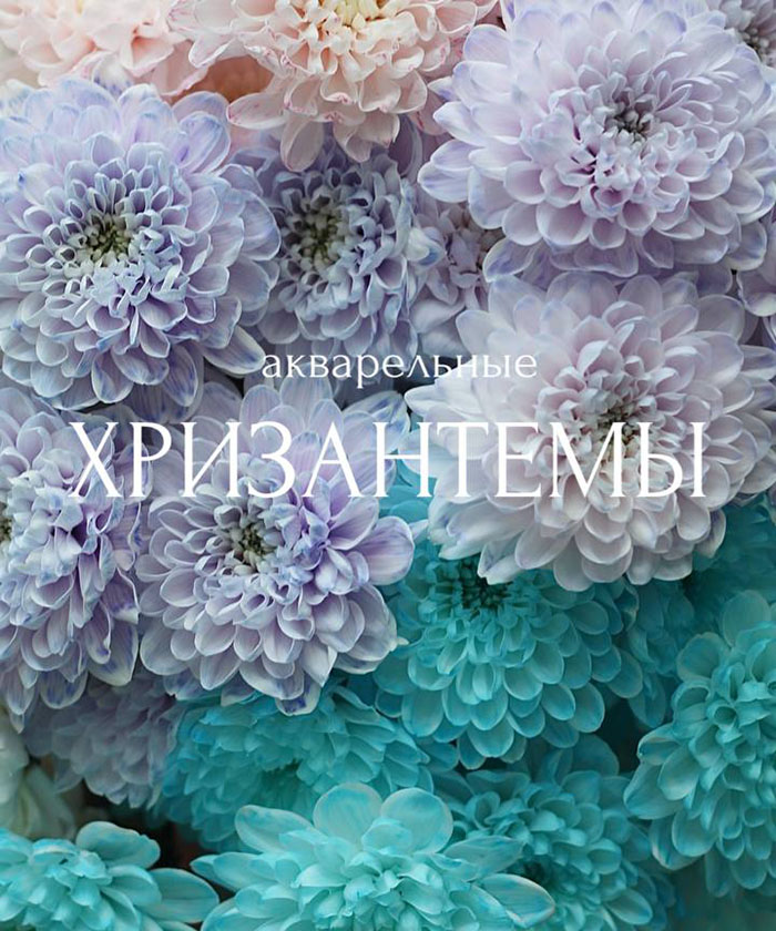 7 акварельных хризантем Алтай №4697