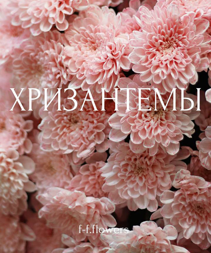 7 пудровых розовых хризантем Алтай №4631