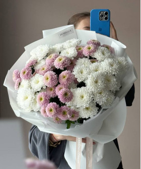 9 розово-белых кустовых хризантем Алтай и Летсгоу пинк №3458