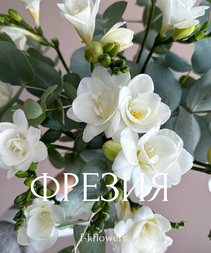 15 белых фрезий и эвкалипт под ленту №4642