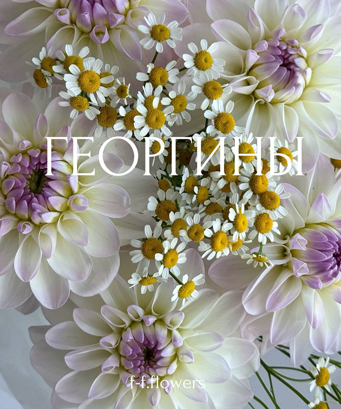 Георгины Эвелин и ромашки танацетум в букете 