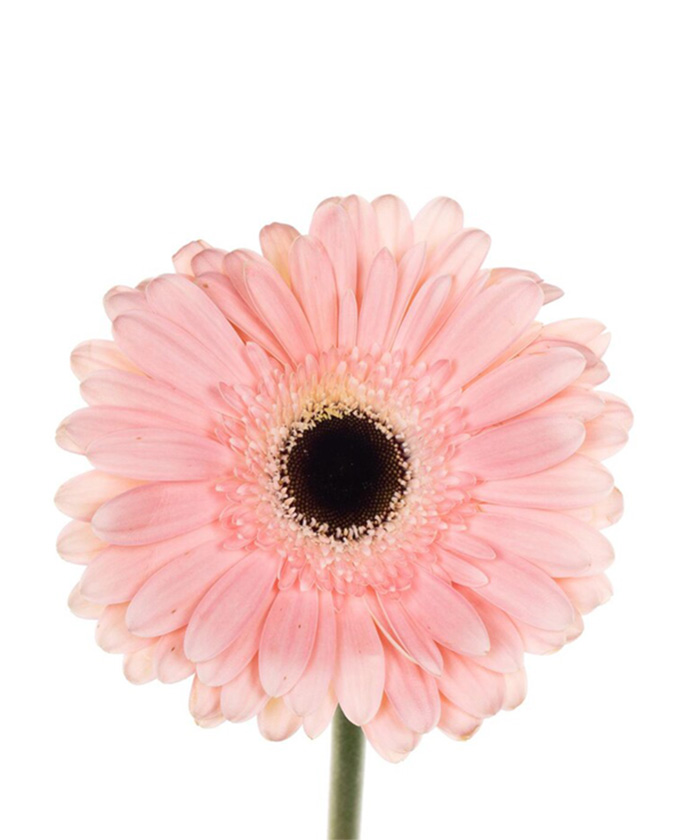 Гербера Дульче, поштучно