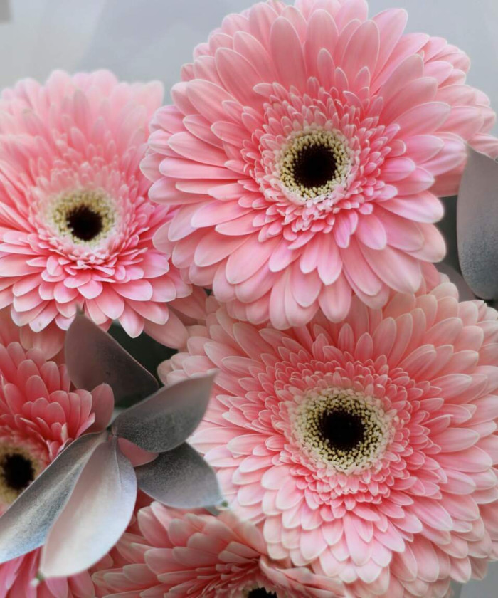 5 розовых гербер Грейсленд №8374