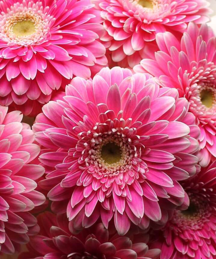 7 розовых гербер Помпони №6797