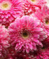 7 розовых гербер Помпони №6797