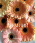 11 гермини микс в букете 