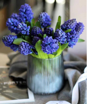 Гиацинты Дельф блю, поштучно