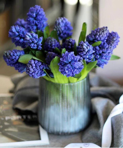 Гиацинты Дельф блю, поштучно