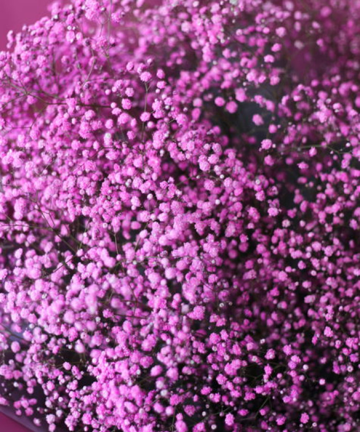 19 веток розовой гипсофилы в букете 