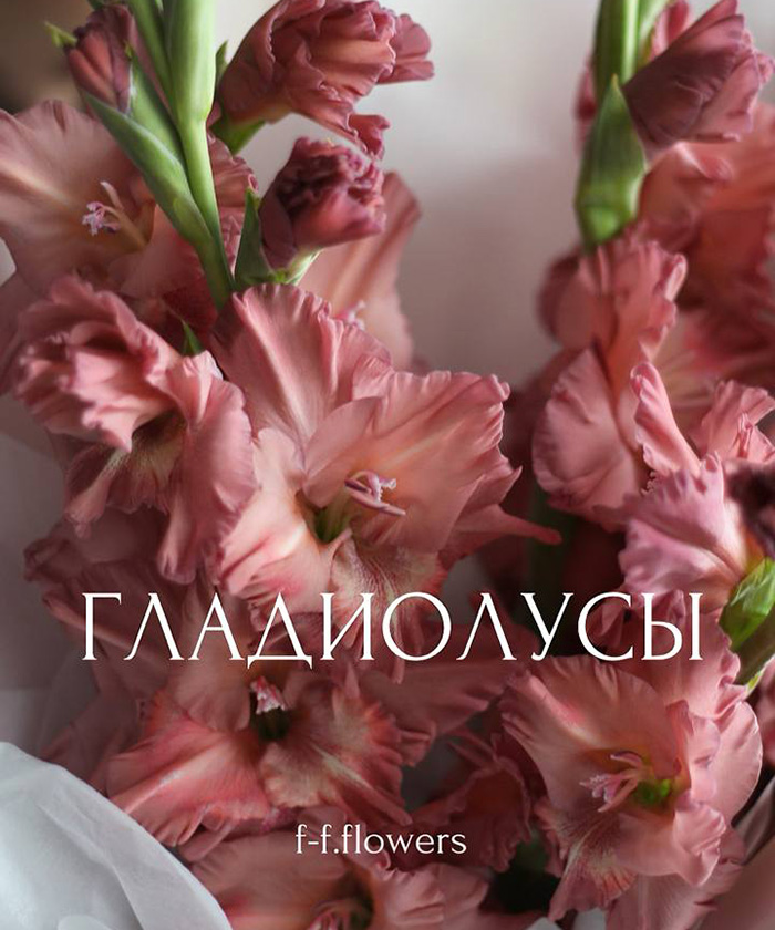 5 гладиолусов Шарм №4647