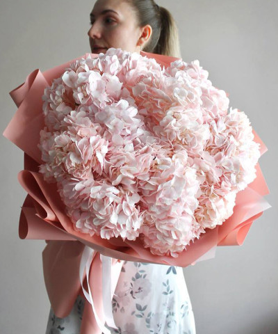 11 пудровых колумбийских гортензий "Каролина" №5899