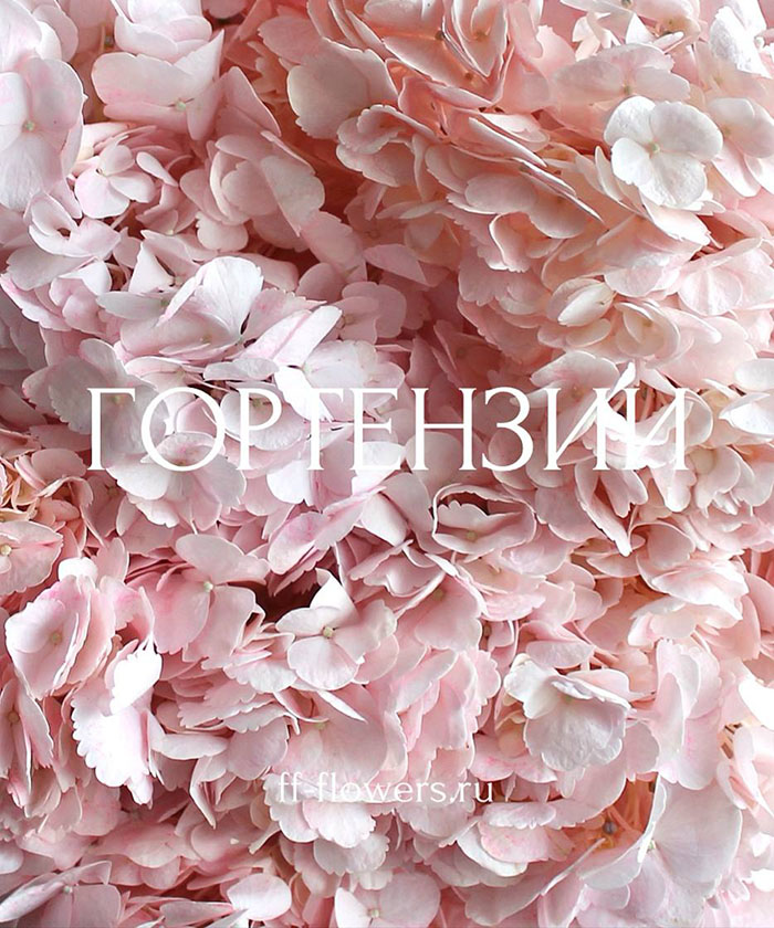11 пудровых колумбийских гортензий 