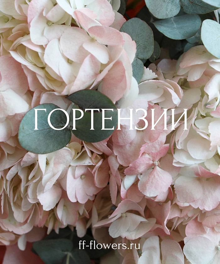 3 розовых гортензии Колумбия с эвкалиптом №3376