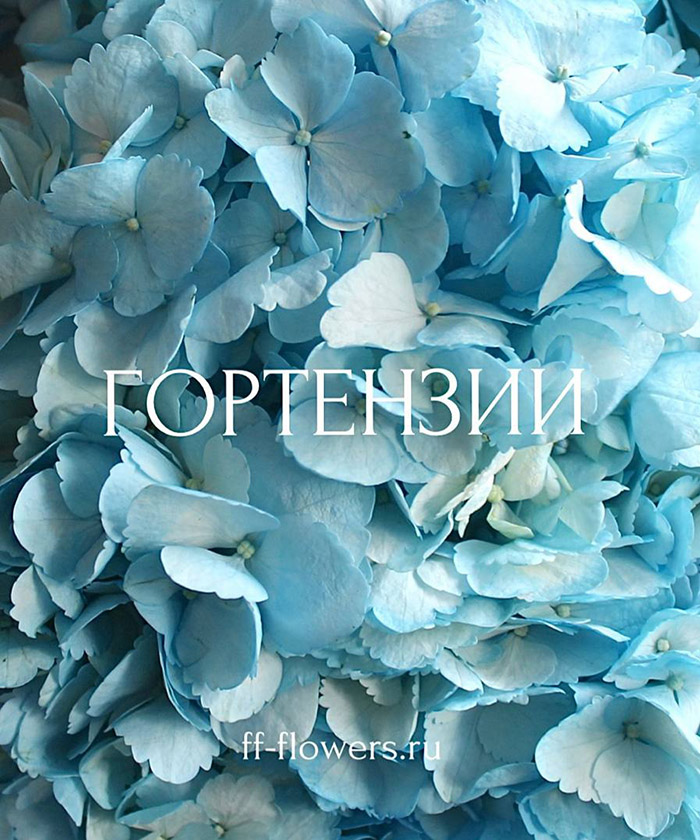 7 голубых гортензий в букете 