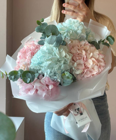 7 розовых и голубых гортензий Колумбия №9879