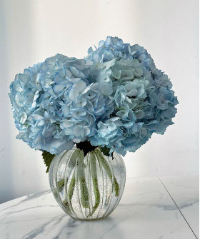 Гортензия голубая Колумбия, поштучно