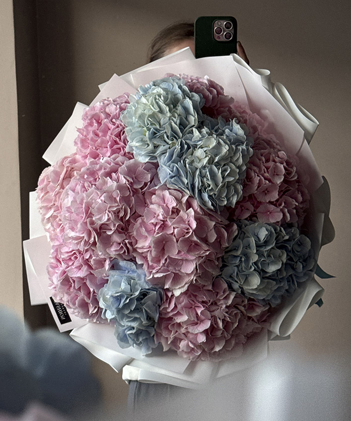 13 розовых и голубых гортензий Верена экстра №3576