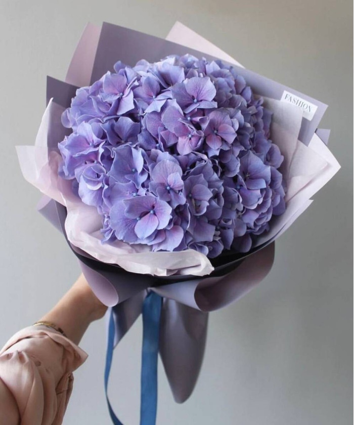 Сиреневая гортензия Кассанова Милка №6788