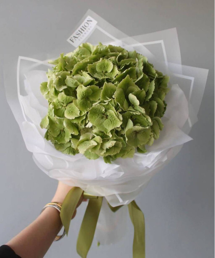 Фисташковая гортензия Джамбо Шамрок грин №7840