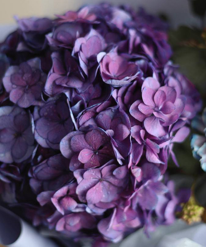 Гортензия Роял анастасия