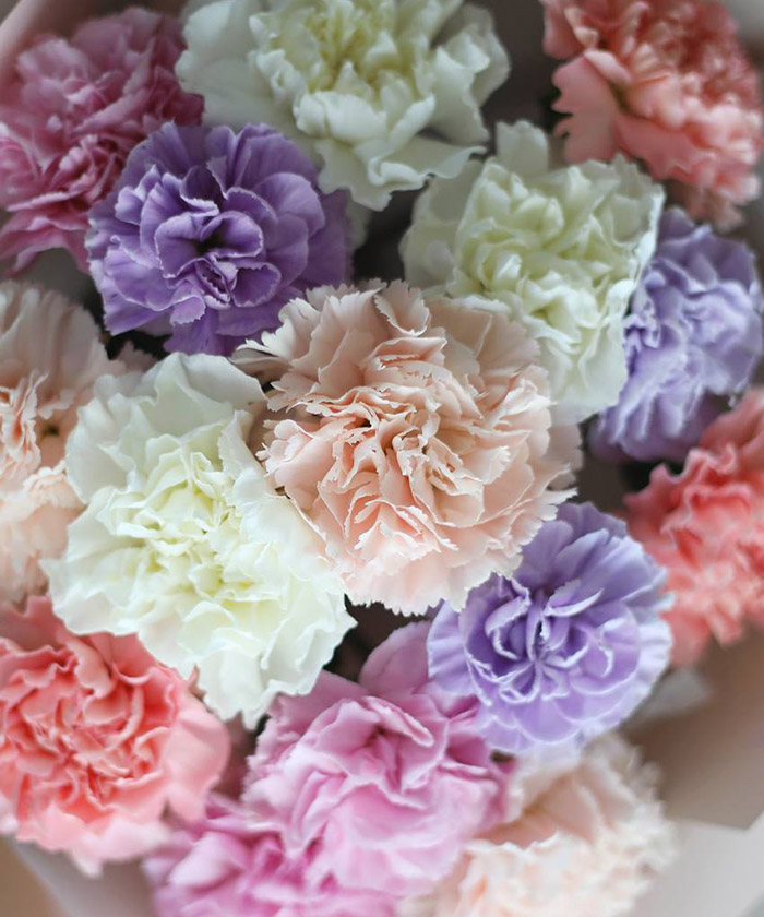 15 диантусов 