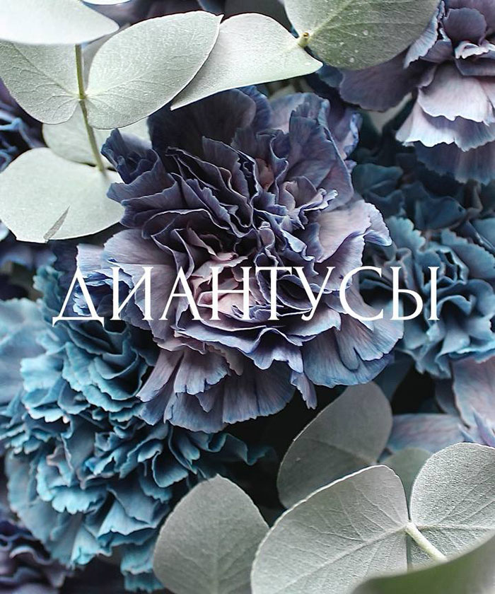 11 диантусов Тинтед 