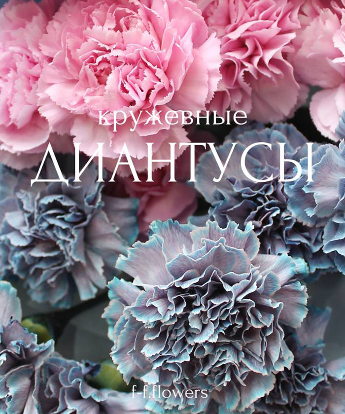 15 голубых и розовых диантусов Тинтед Молли №4588